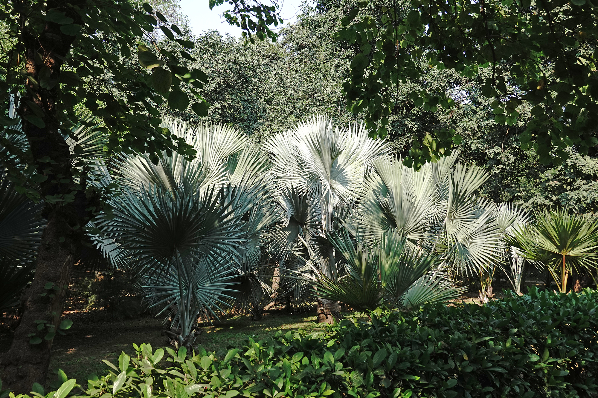 Christoph Radke, India, New Delhi, Lodhi Gardens, 2022